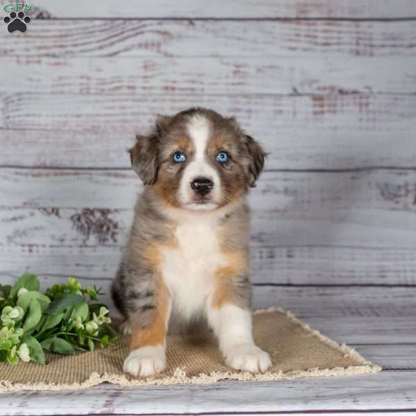 Tianna, Miniature Australian Shepherd Puppy